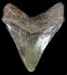 Bargain Megalodon Tooth - South Carolina #47221-2